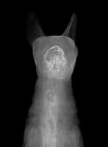 An x-ray image of a cat.