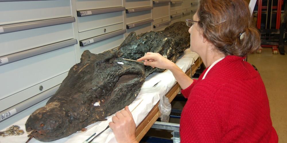 A conservator and a crocodile mummy