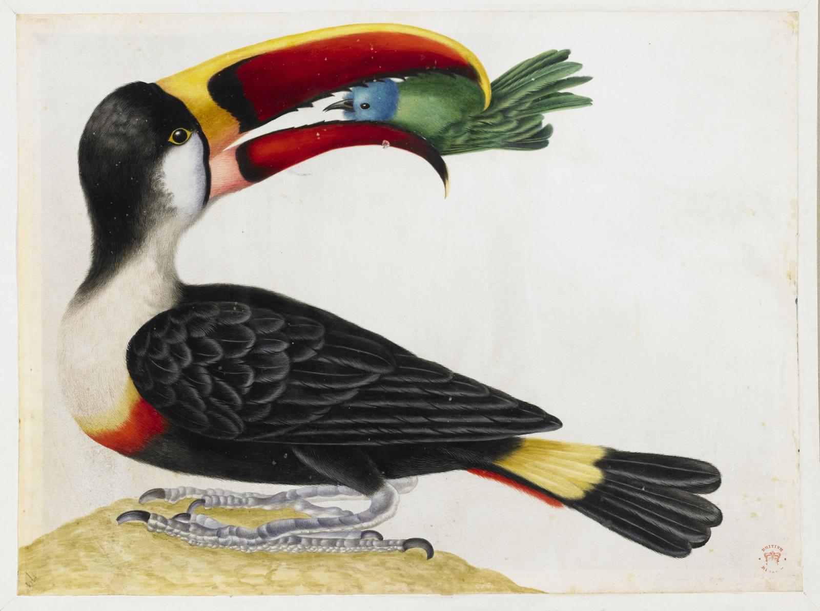 A toucan holding a green bird in its mouth.