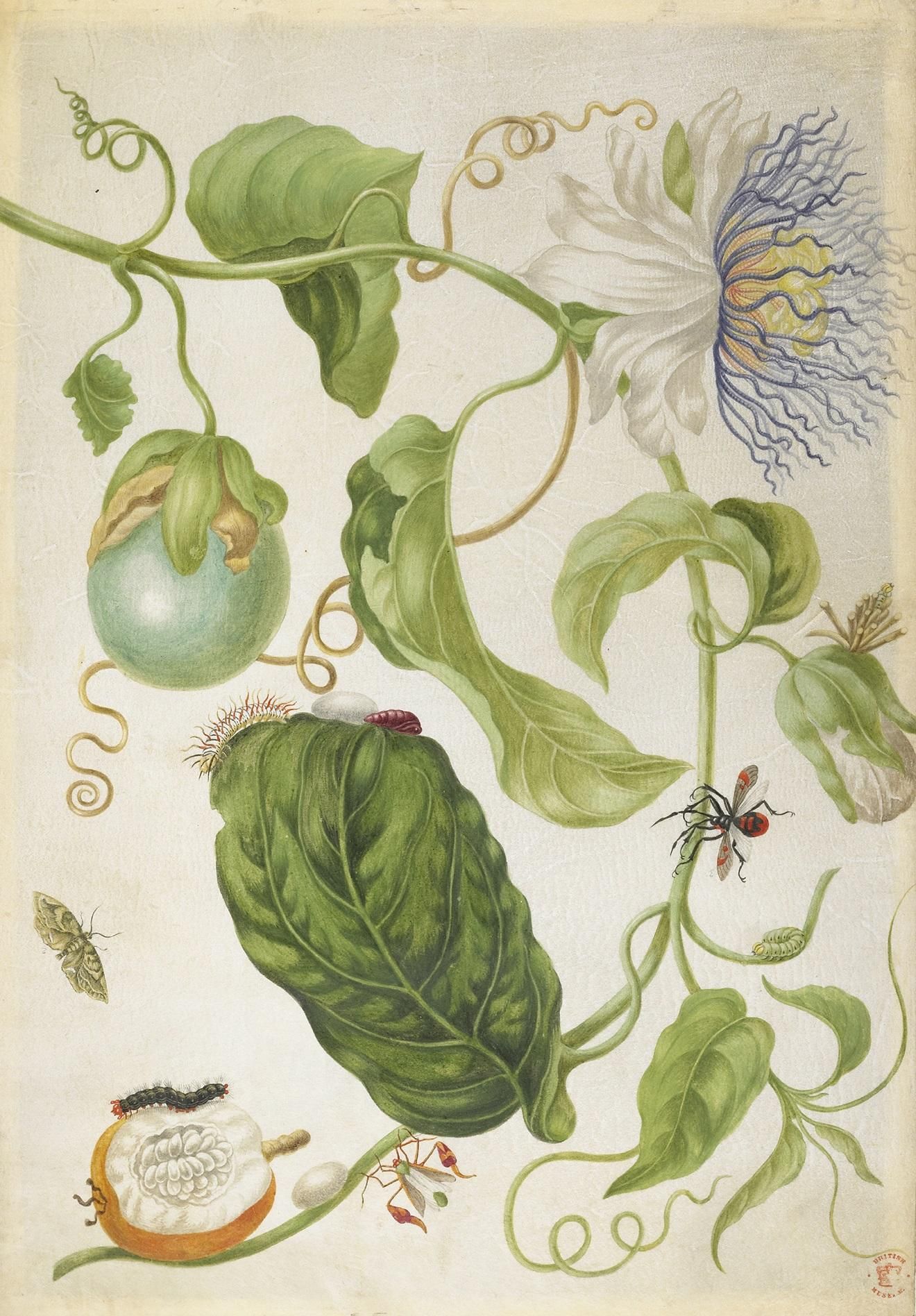 A portrait of wildlife including a passionflower, caterpillars, flies and green leaves.