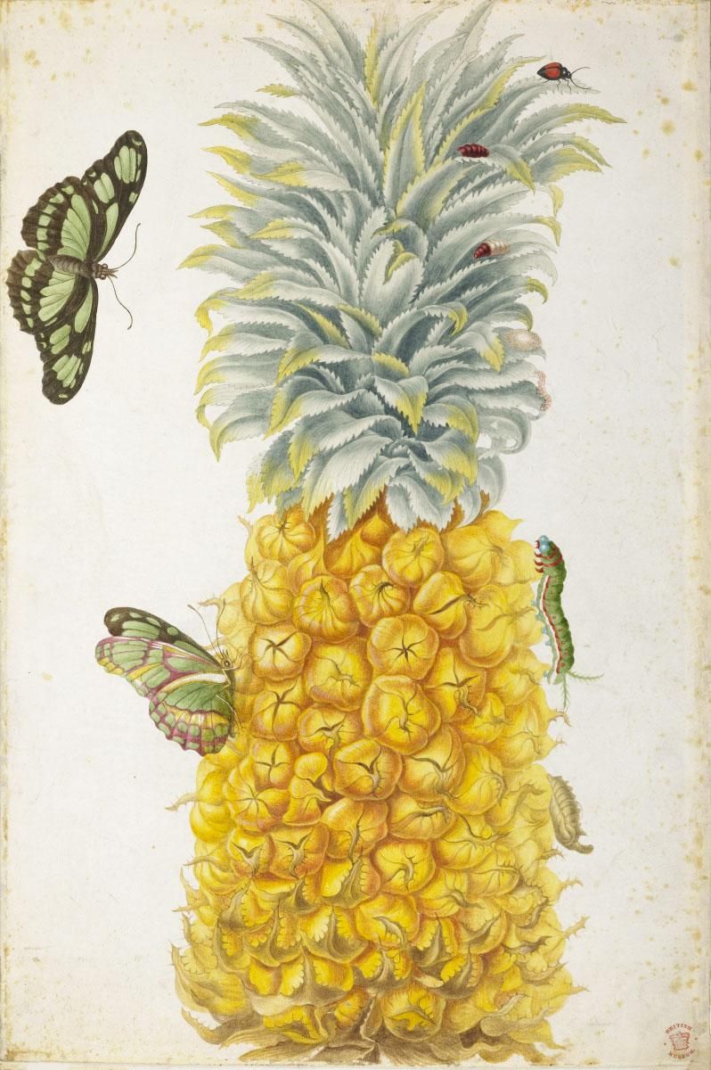 A pineapple with caterpillars and butterflys surrounding it. 