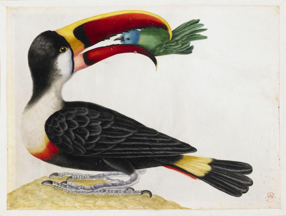 A toucan with a bird in its mouth.