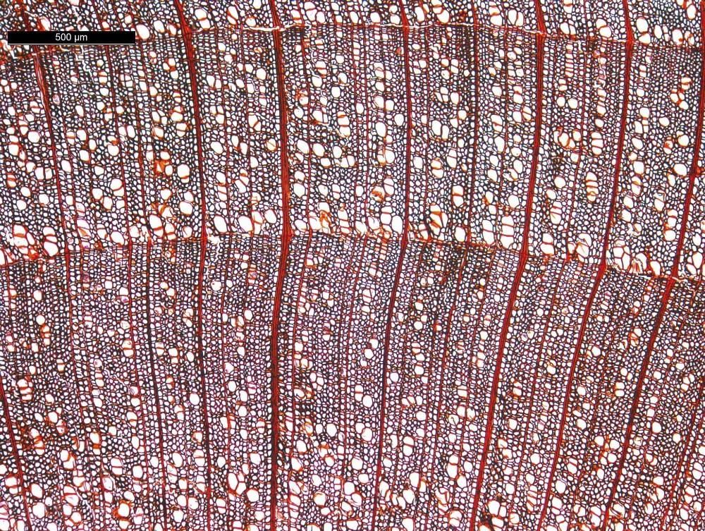 Lime wood optical microscope image, stained to show cellular details