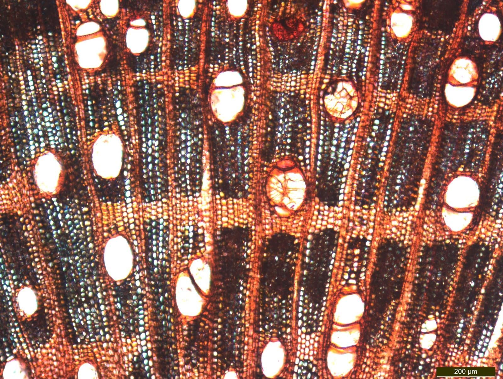 Image of a transverse thin section of fig wood, seen in transmitted light in the optical microscope