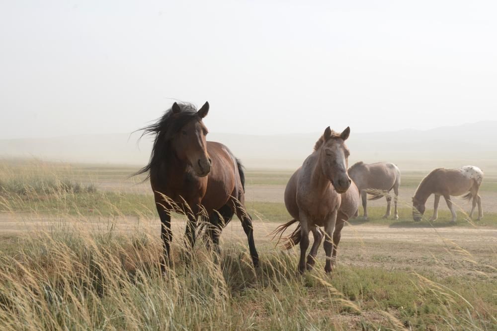 Four horses on the steppe, two close up with wind blowing through mane and tails, two grazing in the background on a misty day.