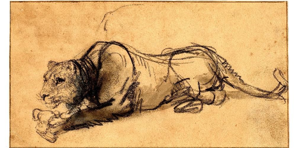 A charcoal drawing of a lioness devouring a bird while lying down with her head to left. 